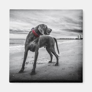 Imã Foto preta e branca de cachorro na praia com colar
