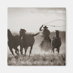 Imã Foto preto e branco de cavalos de um Lassoing do