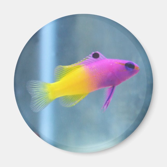 Imã Foto Real Gramma (Frente)