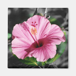 Imã Foto rosa de Hibiscus