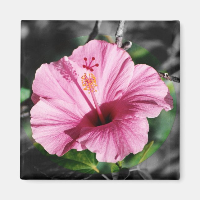 Imã Foto rosa de Hibiscus (Frente)