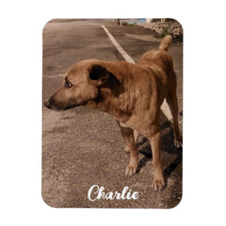 Ímã Foto simples moderna Pet