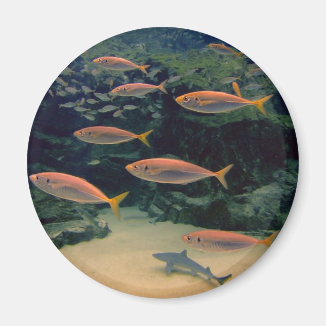 Imã Foto subaquática de tiro cor-de-rosa (Frente)