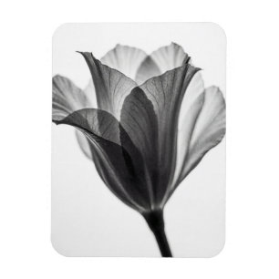 Ímã Fotografia artística botânica monocromática