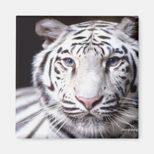 Imã Fotografia branca do tigre de Bengal