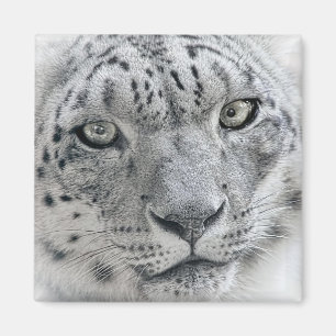 Imã Fotografia branca exótica do leopardo de neve