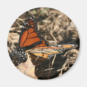 Imã Fotografia da Borboleta Monarca em Pose na Naturez