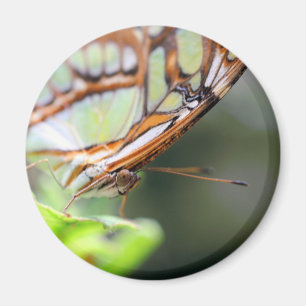 Imã Fotografia da Face de Borboleta na Natureza