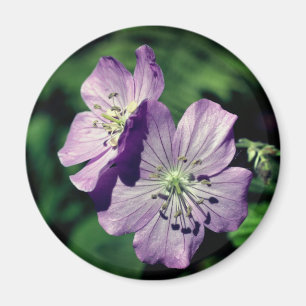 Imã Fotografia da Flor de Gerânio das Gêmeas Lavanda