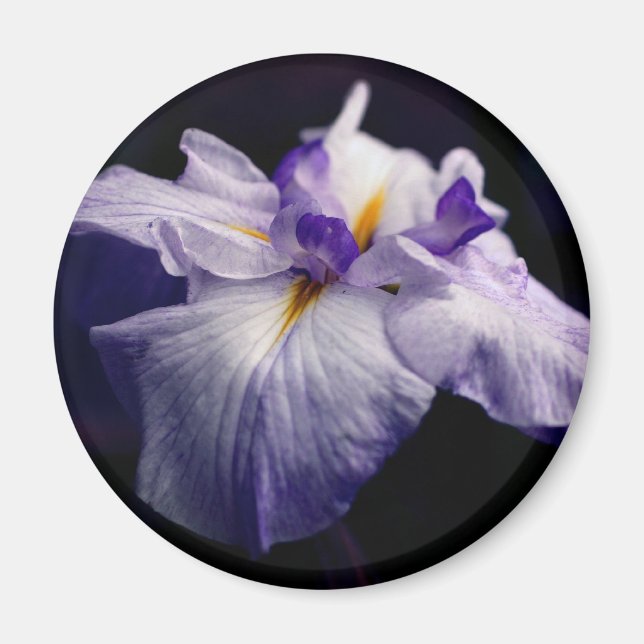 Imã Fotografia da Flor de Íris Japonesa Roxa (Frente)