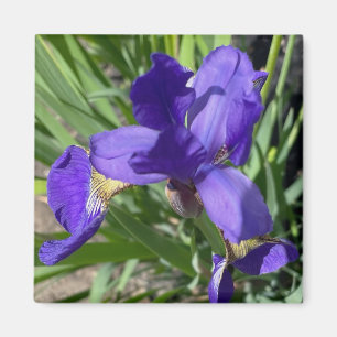 Imã Fotografia da Flor de Íris Roxa