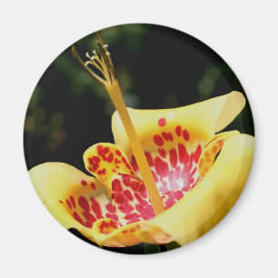 Imã Fotografia da Flor de Lírio com Manchas Amarelas