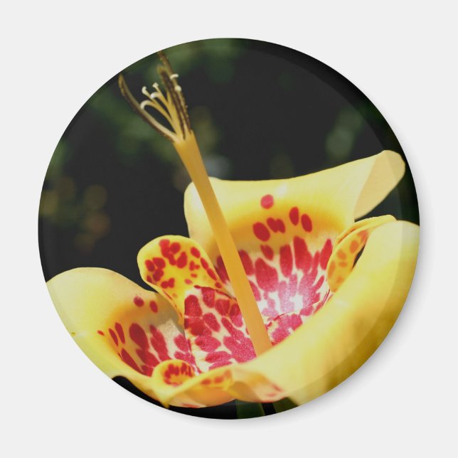 Imã Fotografia da Flor de Lírio com Manchas Amarelas (Frente)