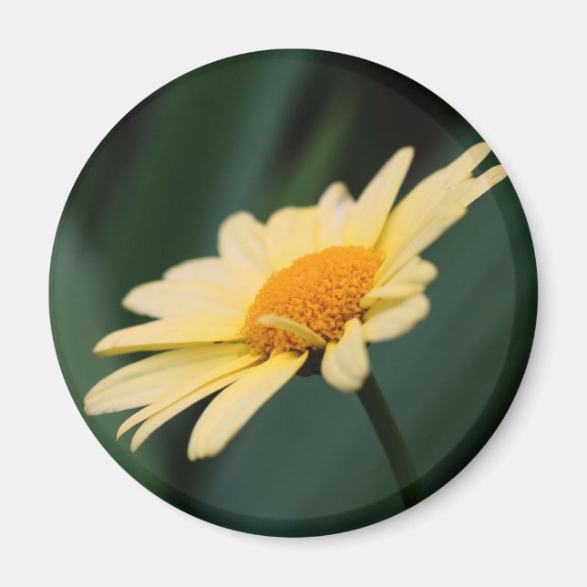 Imã Fotografia da Flor de Margarida Gloriosa (Frente)