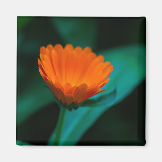 Imã Fotografia da Flor Margarida Laranja (Frente)