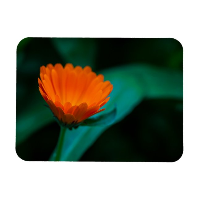 Ímã Fotografia da Flor Margarida Laranja (Horizontal)