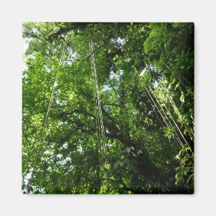 Imã Fotografia da Floresta Tropical de Jungle Ropes