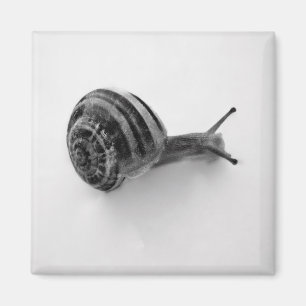 Imã Fotografia da Natureza de Caracol de Jardim