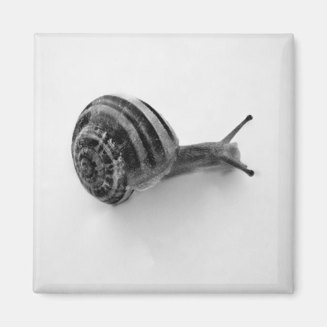 Imã Fotografia da Natureza de Caracol de Jardim (Frente)