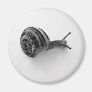 Imã Fotografia da Natureza de Caracol de Jardim