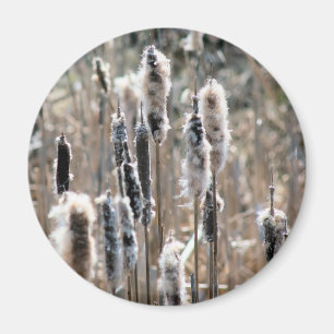 Imã Fotografia da Natureza de Taboas Desbotadas