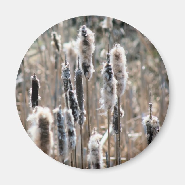 Imã Fotografia da Natureza de Taboas Desbotadas (Frente)