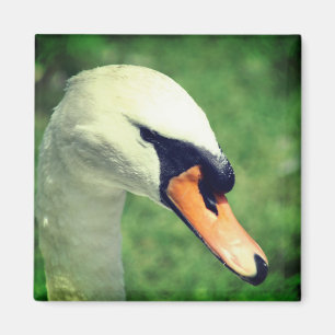 Imã Fotografia da Natureza do Cisne Branco Real