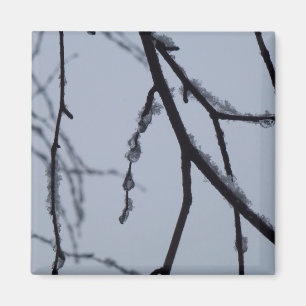 Imã Fotografia da natureza do inverno em Icy Branches