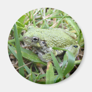 Imã Fotografia da Natureza do Sapinho-Verde-Cinzento-O