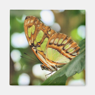 Imã Fotografia da Natureza Observando Borboletas