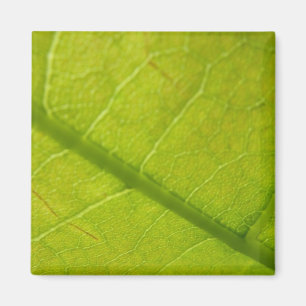 Imã Fotografia da Natureza Verde Folha