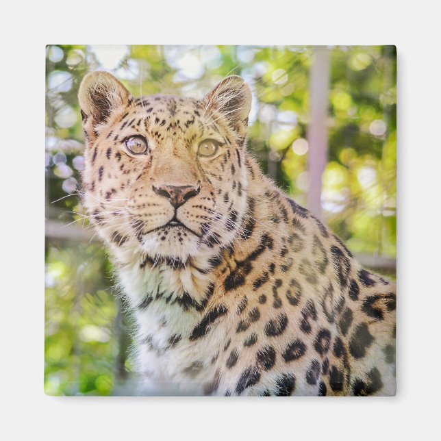 Imã Fotografia da Sessão de Leopardo (Frente)