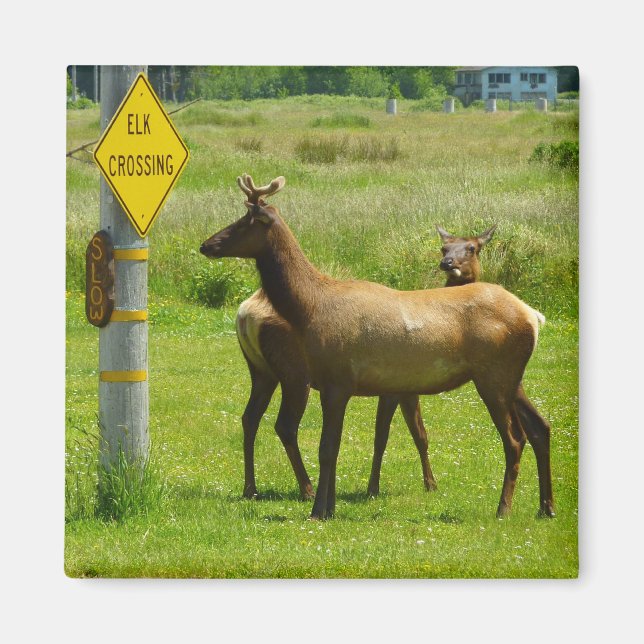 Imã Fotografia da vida selvagem de Elk Crossing na Cal (Frente)