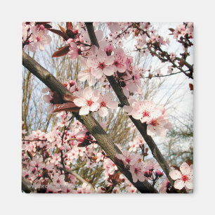 Imã Fotografia das flores da ameixa do primavera