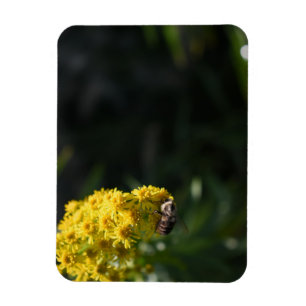 Ímã Fotografia de Abelhas Amarelas