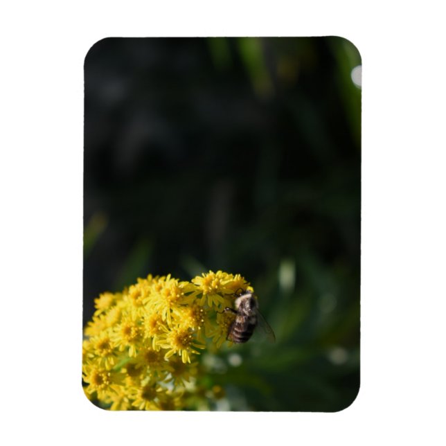 Ímã Fotografia de Abelhas Amarelas (Vertical)