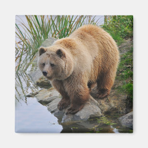 Imã Fotografia de animal selvagem Urso Pardo