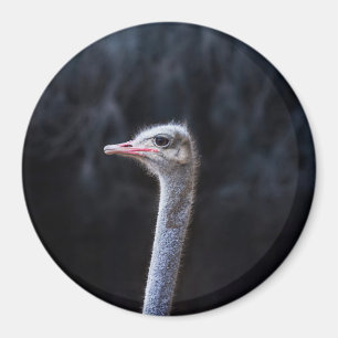 Imã Fotografia de Avestruz
