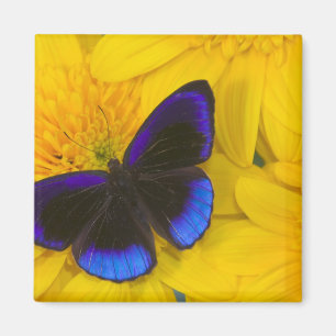 Imã Fotografia de Borboleta