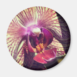Imã Fotografia de Cima da Flor de Orquídea