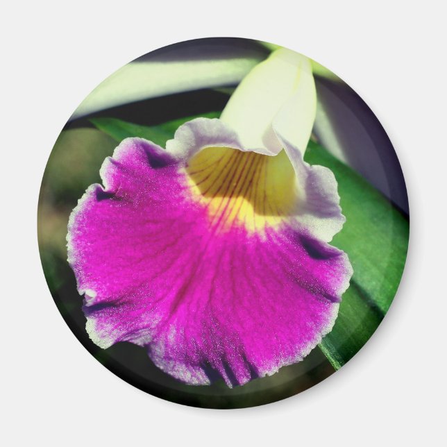 Imã Fotografia de Flor de Orquídea Delicada (Frente)