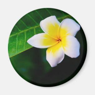 Imã Fotografia de Flor de Plumeria