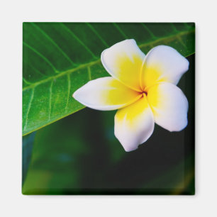 Imã Fotografia de Flor de Plumeria