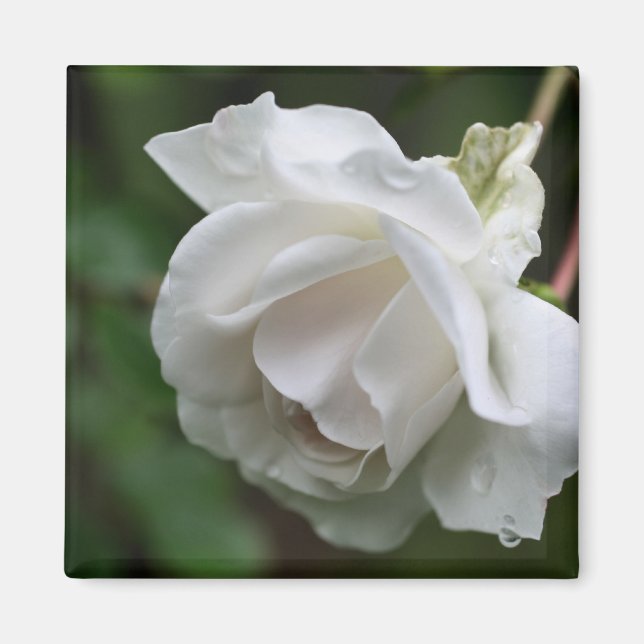 Imã Fotografia de Flor de Rosa Branca (Frente)