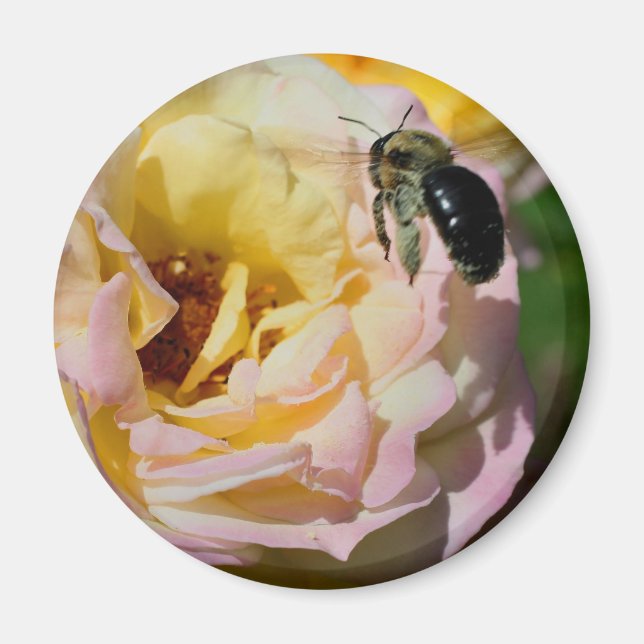 Imã Fotografia de Flor de Rosa e Abelha  (Frente)