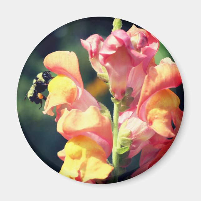 Imã Fotografia de Flor de Snapdragon e Abelha  (Frente)
