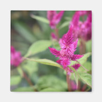 Fotografia de Flores Rosa Celosia Garden Nature