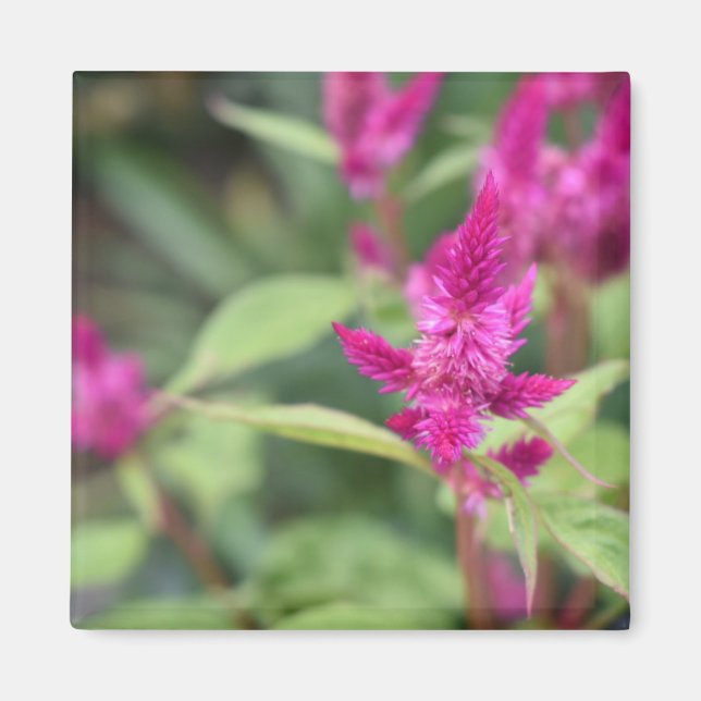 Imã Fotografia de Flores Rosa Celosia Garden Nature (Frente)