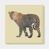 Fotografia de Gato Selvagem de Leopardo