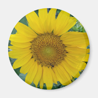 Imã Fotografia de girassol